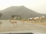 横断歩道とかないし