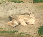 つぶれたラクダ