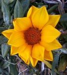 正月に見た黄色い花