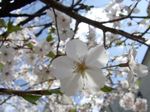 2007年、今年の桜