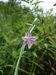 タチギボウシ