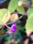 ムラサキシキブ