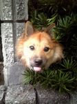おっれっはジャイア~ン♪