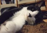 たまさぶろ♪