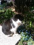 梅田の猫・1