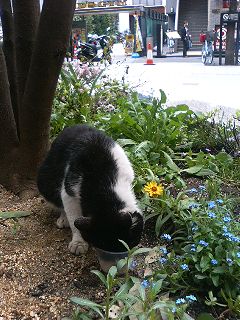 梅田の猫・2