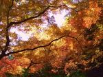紅葉、満喫